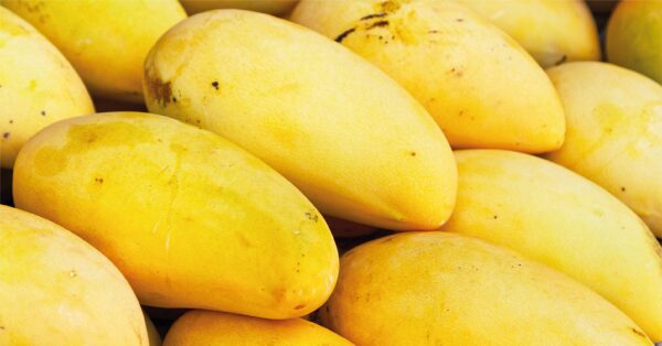 MANGO DESHIDRATADO NATURAL 1 KG - Imagen 3